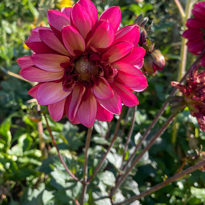 A detailed close-up shot of a blooming Senior's Hope Dahlia, emphasizing its lovely shades of pink and yellow, provided by The Happy Hour Flowers. Perfect for adding charm to any floral display.