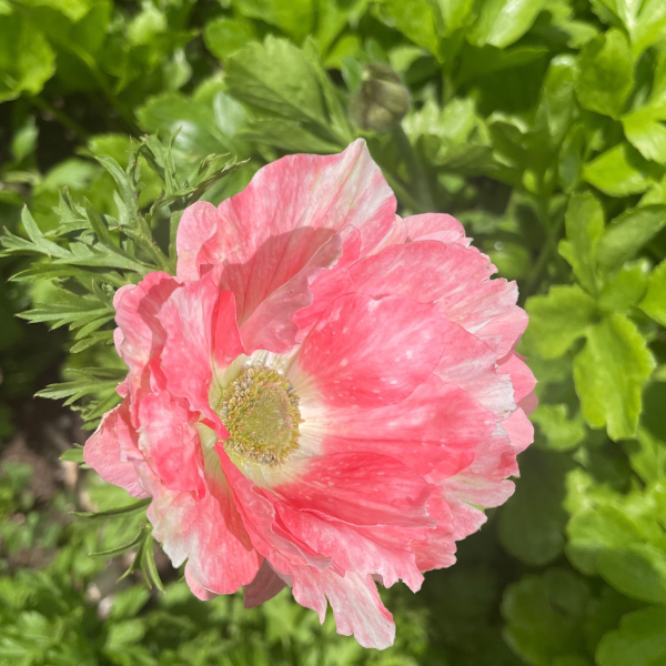 Mistral Tigré Salmone Anemone; Pack of 10