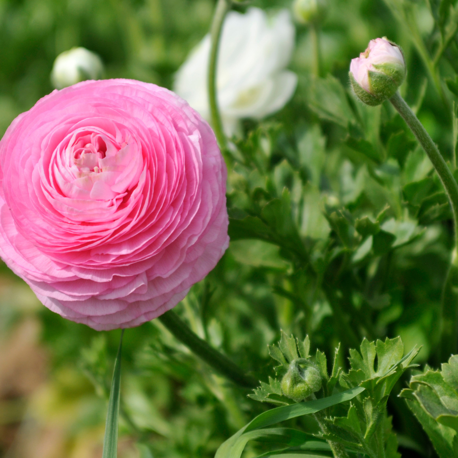 Pink amandine ranunculus flower standing tall in a vibrant garden setting, surrounded by lush green foliage, symbolizing spring beauty.