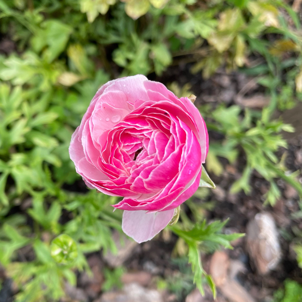 Amandine Ranunculus Corms; Porcelaine- Pack of 10