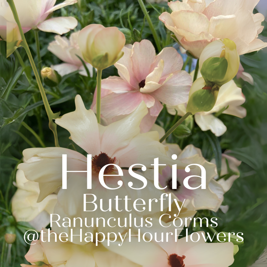 A charming arrangement of Hestia Butterfly Ranunculus flowers in various stages of bloom, emphasizing their elegance, provided by The Happy Hour Flowers.