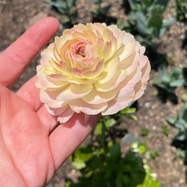 Elegance Ranunculus Corms; Bianco Sfumato- Pack of 10