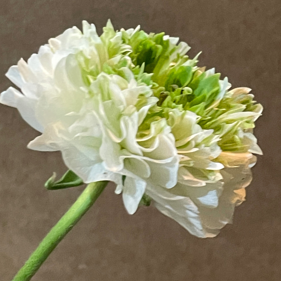 Romance Ranunculus Corms; Crown Giverny®- Pack of 5