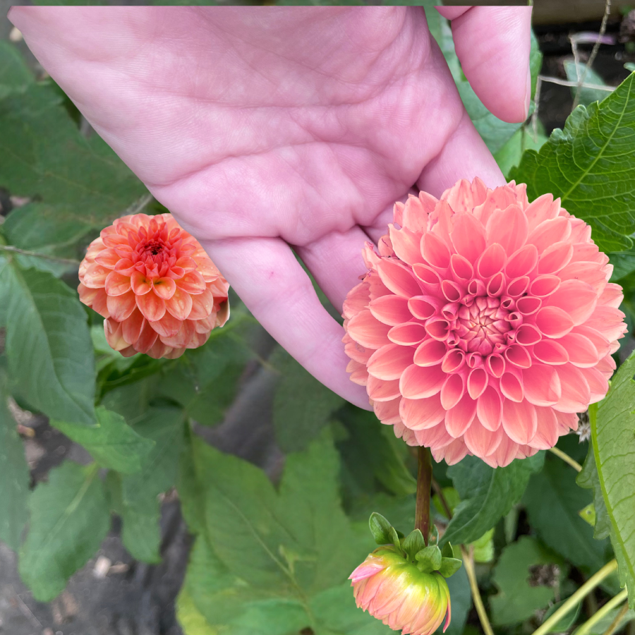A hand holding a vibrant peach and pink dahlia bloom from The Happy Hour Flowers, showcasing the Sebastian Dahlia Tuber, a stunning flower suitable for planting. Perfect for florists and flower farmers, this dahlia tuber is ideal for adding beauty to any garden.