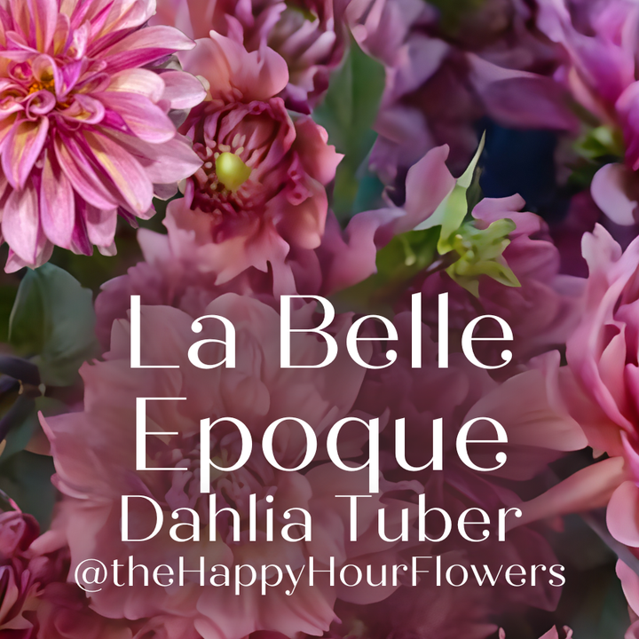 The La Belle Epoque Dahlia Tuber from The Happy Hour Flowers, surrounded by lovely pink and purple blooms, perfect for planting and as a new variety in fresh cut flower arrangements.
