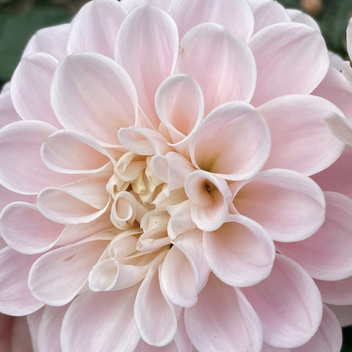 A detailed view of a pink dahlia flower, showing its delicate petals and soft colors. Ideal for gardeners. Discover it at The Happy Hour Flowers. Janick's Symphony Dahlia.