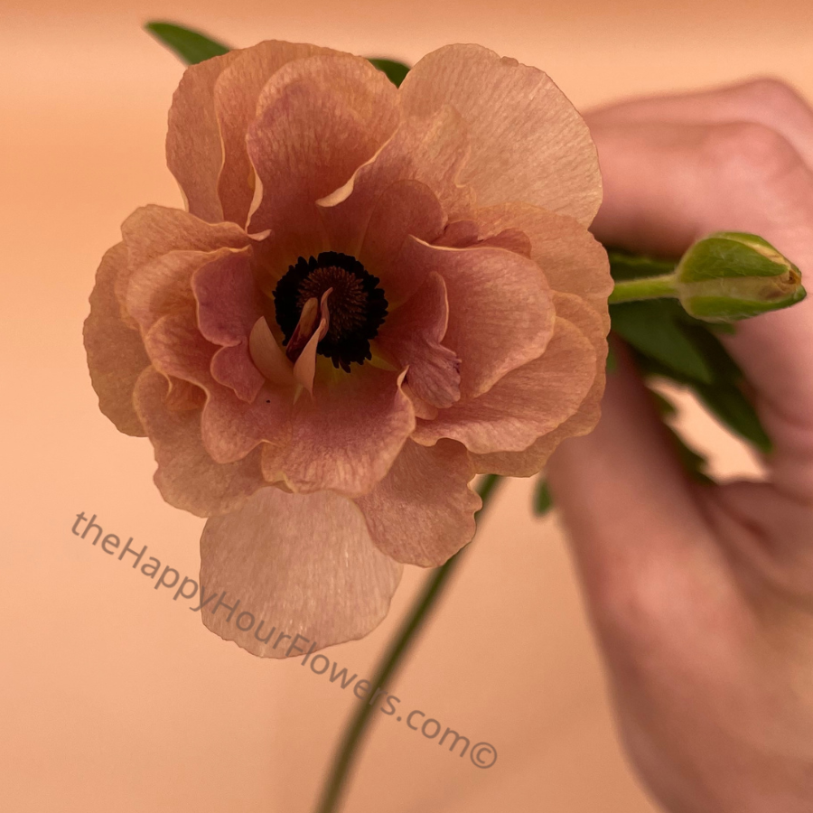 Ranunculus Butterfly Hestia Corms for Sale