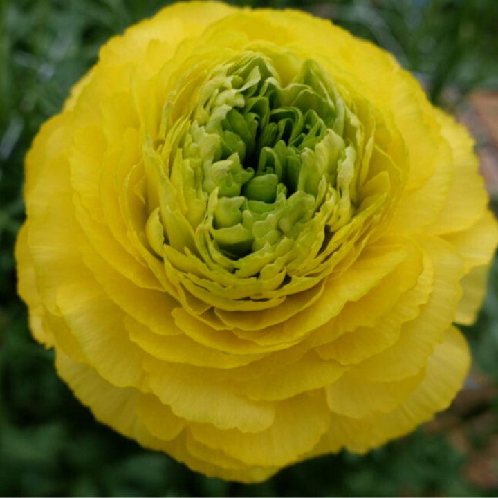 Romance Ranunculus Corms; St. Tropez- Pack of 5