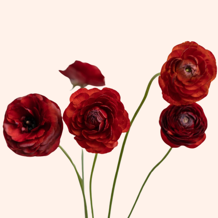 three red flowers in a vase on a white background