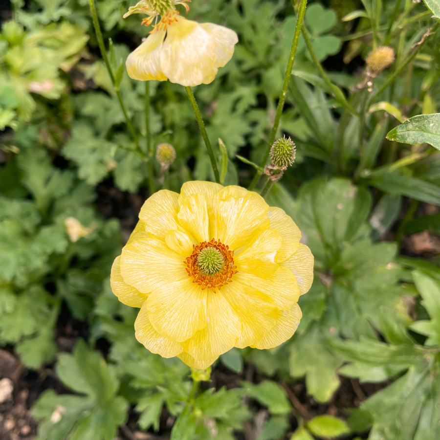 Hd Butterfly Ranunculus Butterfly Ranunculus for Spring – The Happy Hour Flowers