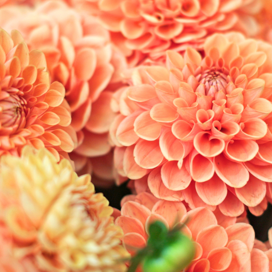 Souvenir d'Ete Dahlia Tuber (Pre-Order)