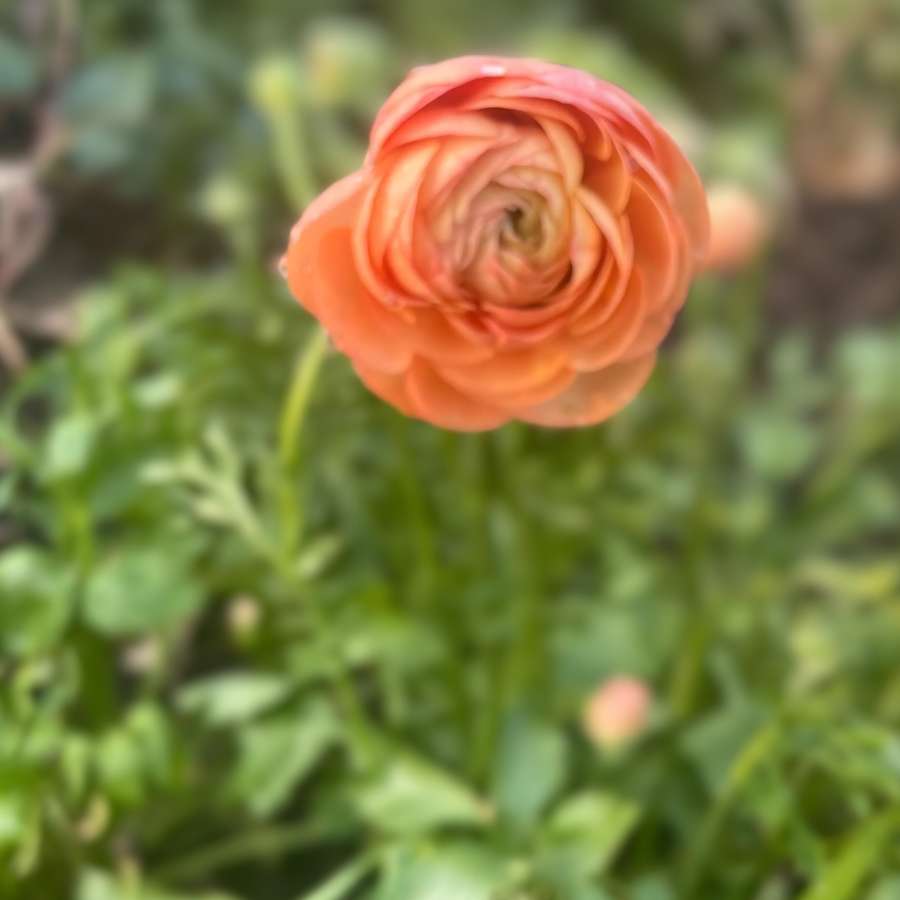 a close up of an orange flower in a garden