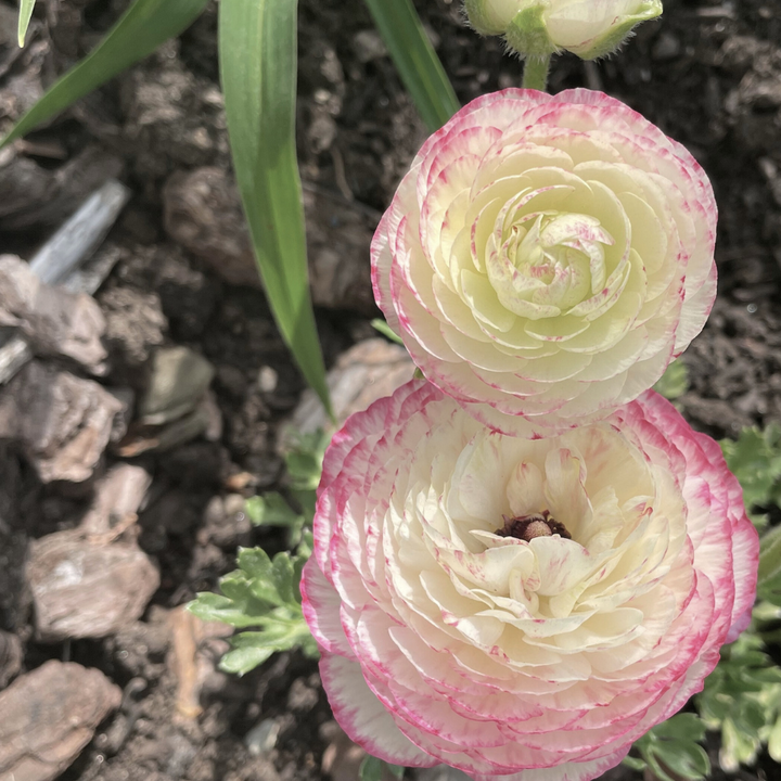 three pink and white flowers in a garden