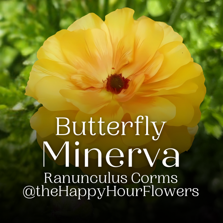 Butterfly Ranunculus Minerva