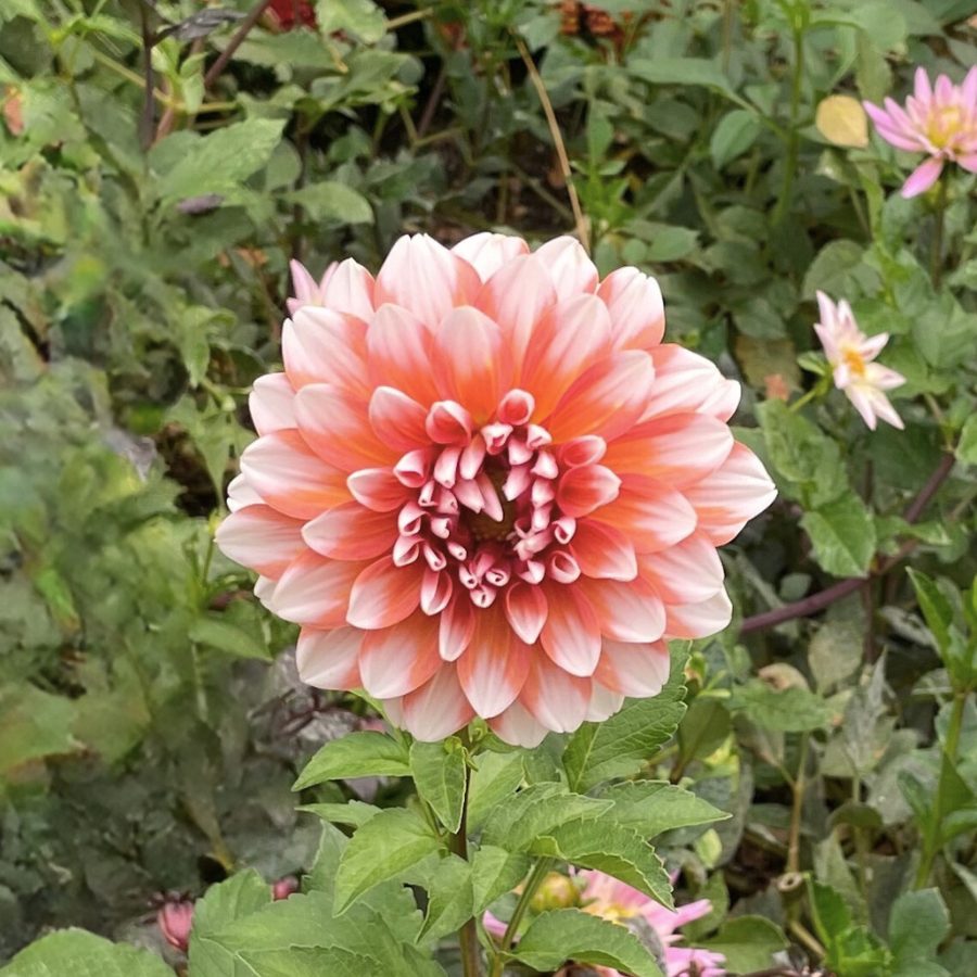 Tangerine dahlia orange and Ivory for sale