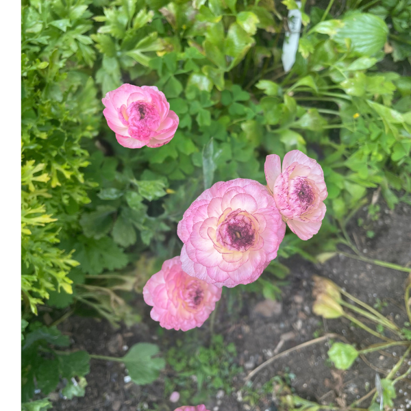 Elegance Ranunculus Corms; Rosa Striato- Pack of 10