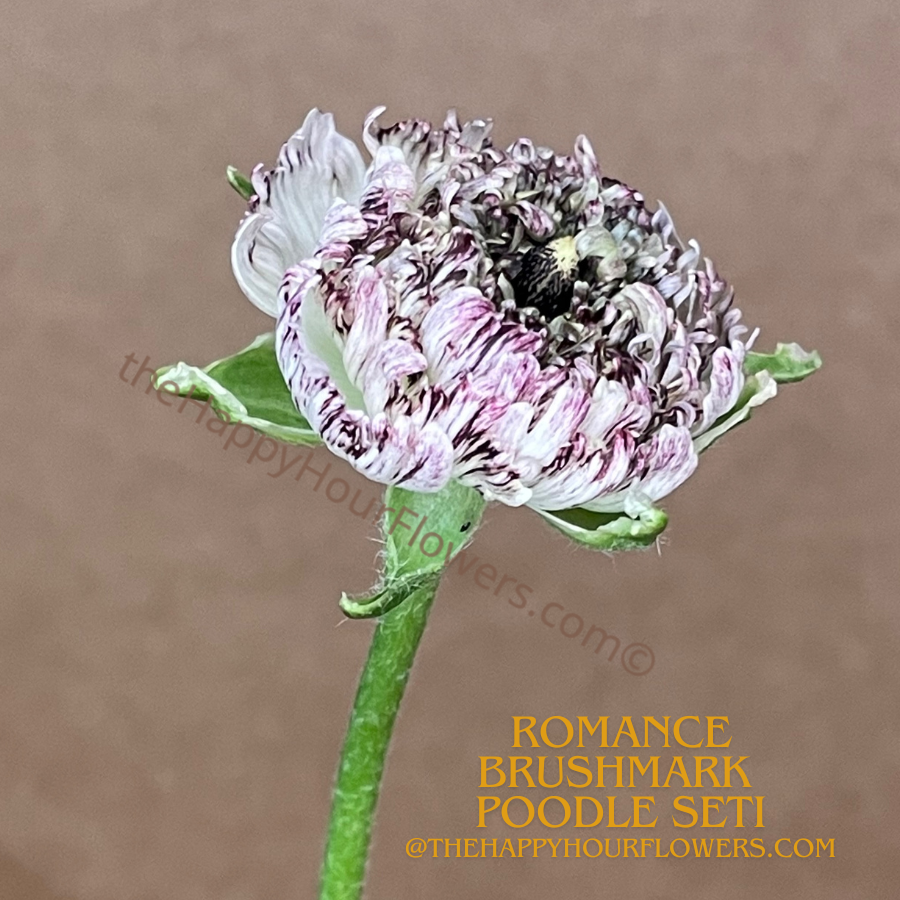Romance Ranunculus Poodle Seti Corms for Sale