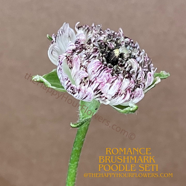 Romance Ranunculus Poodle Seti Corms for Sale