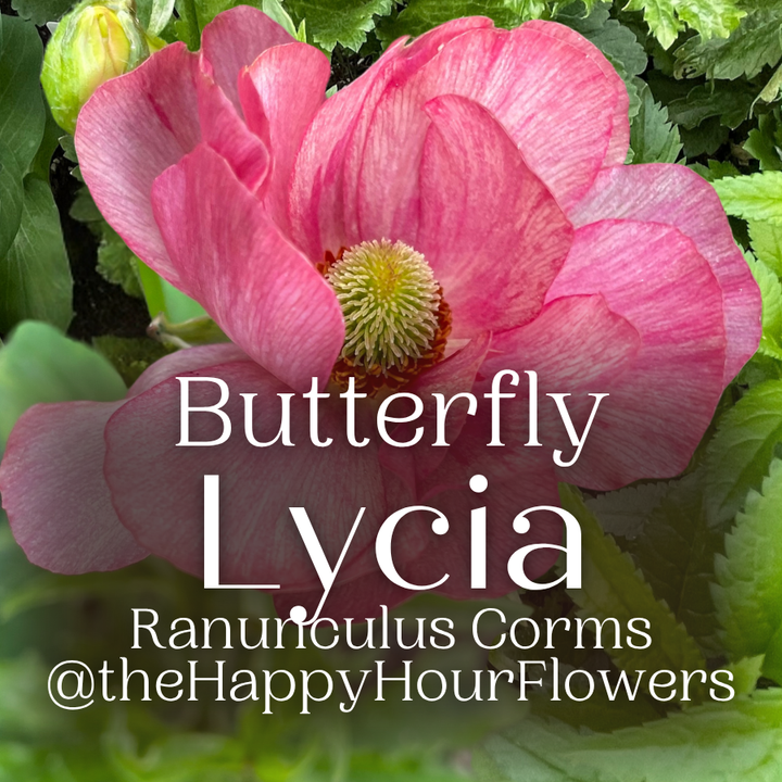 Elegant Lycia Butterfly Ranunculus flower with a soft pink hue, displaying its unique beauty and sparkle, available at The Happy Hour Flowers.