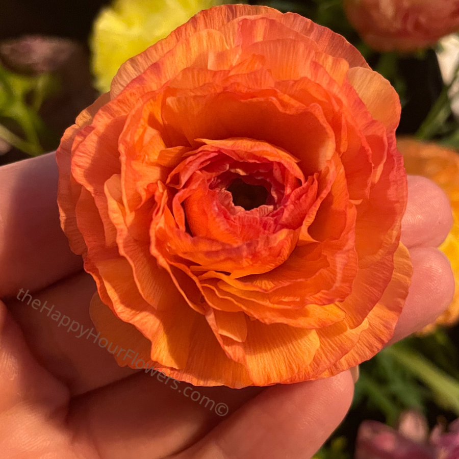 Amandine Ranunculus Corms Salmon from The Happy Hour Flowers, capturing a striking orange ranunculus flower radiating beauty with its intricate petal arrangement.