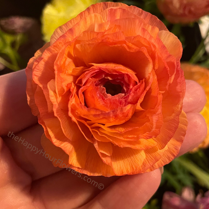 Amandine Ranunculus Corms Salmon from The Happy Hour Flowers, capturing a striking orange ranunculus flower radiating beauty with its intricate petal arrangement.