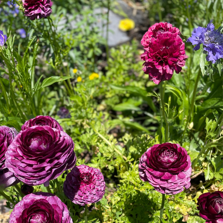 Elegance Ranunculus Malva, Pack of 10