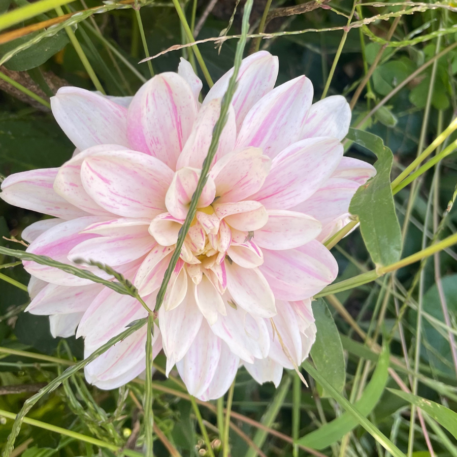 Mama Mia Dahlia Tuber (Pre-Order)