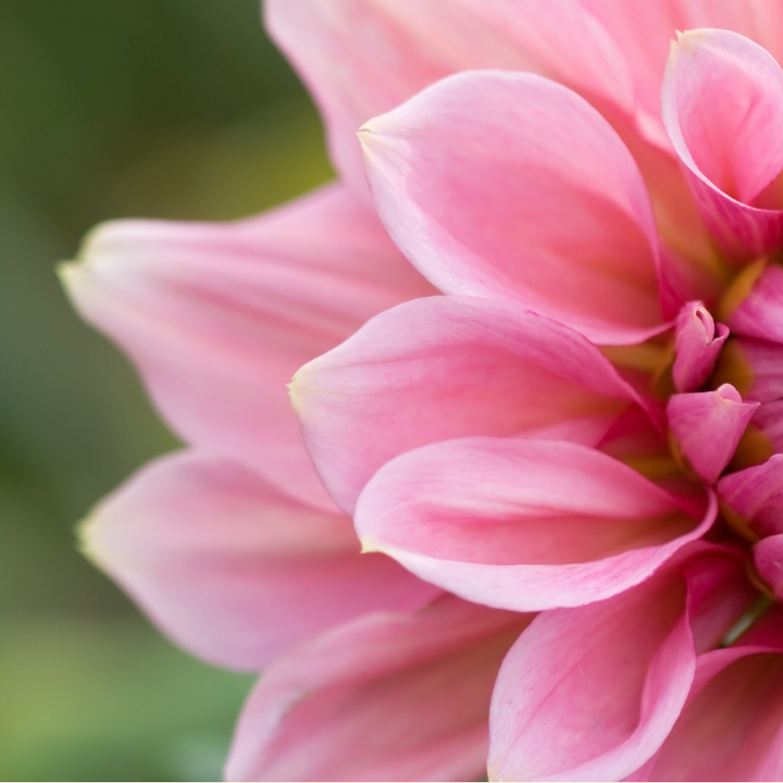 A perfectly round Sweet Sanne Dahlia Tuber features clusters of blush petals, showcasing its exquisite design. Available at The Happy Hour Flowers, this stunning dahlia variety is a best seller, popular among gardening lovers looking for colorful flowers and easy to grow flower bulbs.