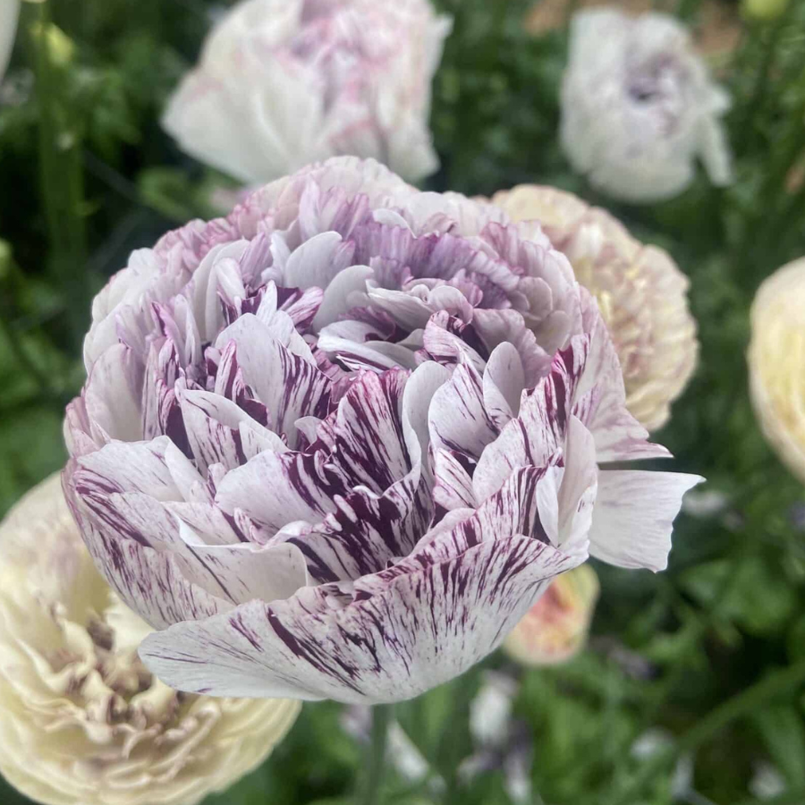 a close up of a purple and white flower Brushmark Galthie