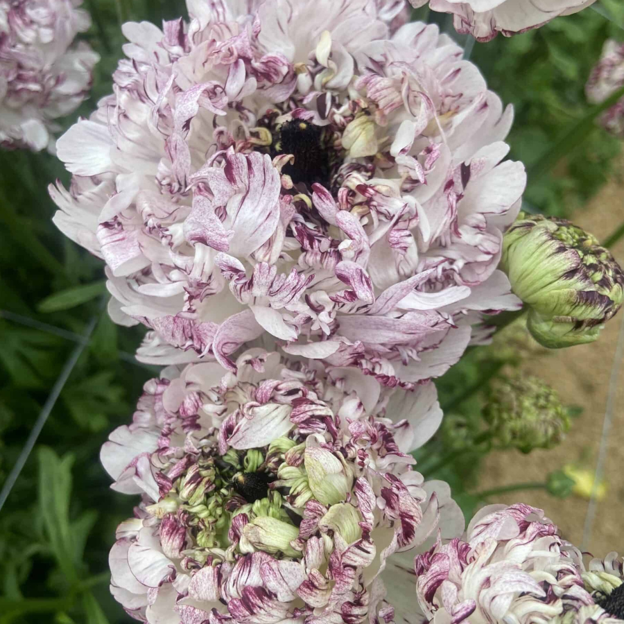 Brushmark Poodle Seti Ranunculus