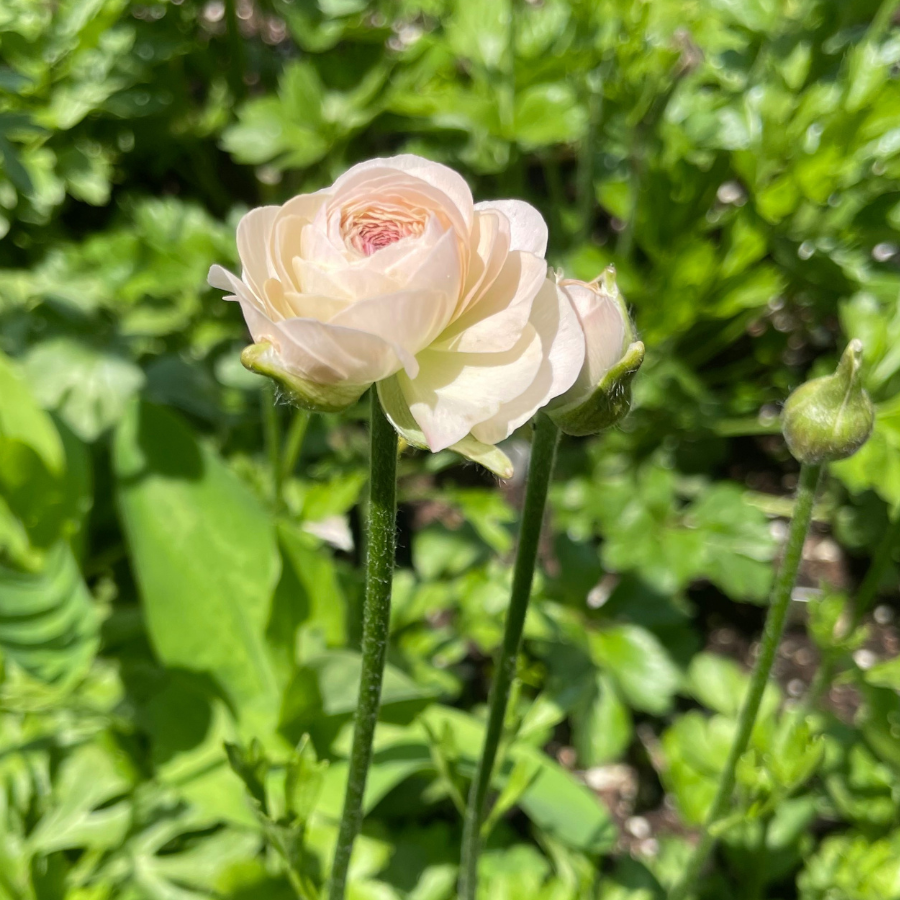 Delicate pale pink Half-Clone Ranunculus flower captured in a sunny garden by The Happy Hour Flowers. This stunning bloom is perfect for cut flower growers and wedding decorations. Discover Half-Clone Ranunculus corms for sale for planting in Arlington.