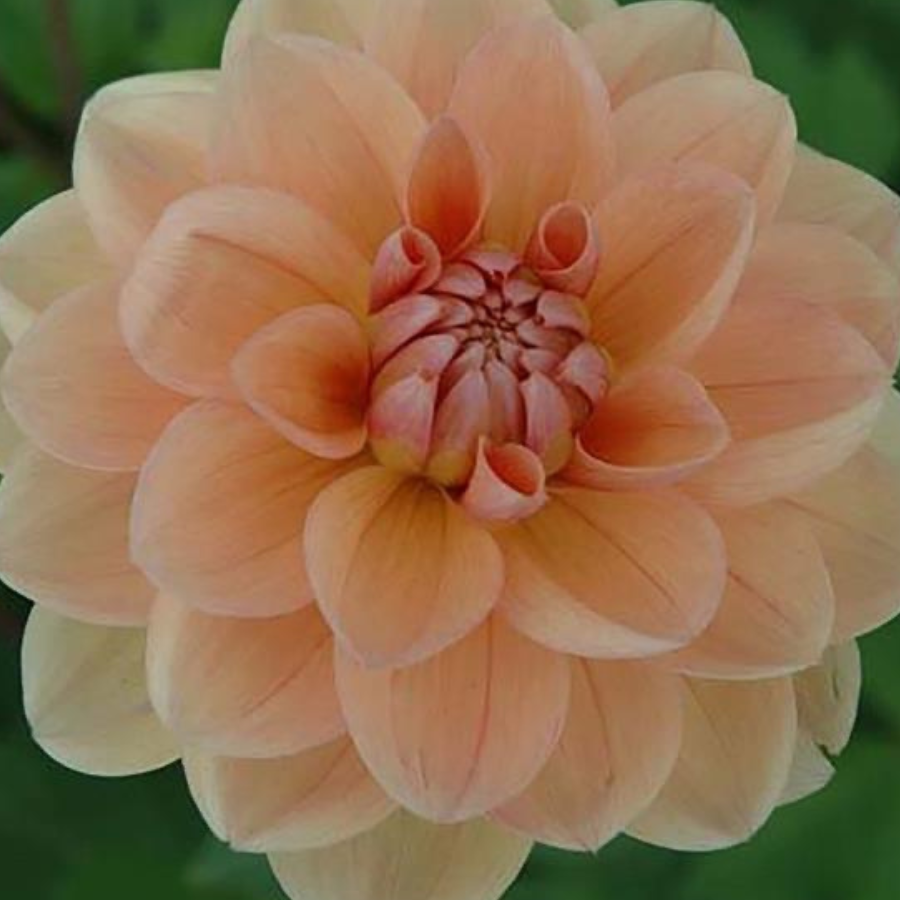 A gorgeous Yelno Harmony Dahlia flower blooming amidst lush greenery, showcasing its peach and pink hues, offered by The Happy Hour Flowers.