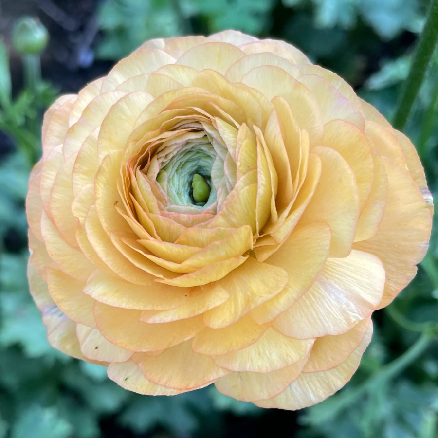 Another view of a beautiful peach Romance Ranunculus in full bloom, highlighting intricate petal textures, available from The Happy Hour Flowers; Romance Ranunculus Corms - Pack of 5.