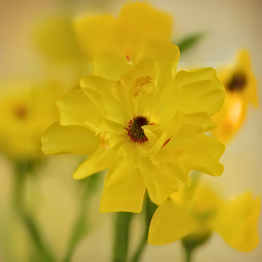 A delicate arrangement of yellow Butterfly Ranunculus with blurred background flowers, demonstrating the beauty of The Happy Hour Flowers' blooms.