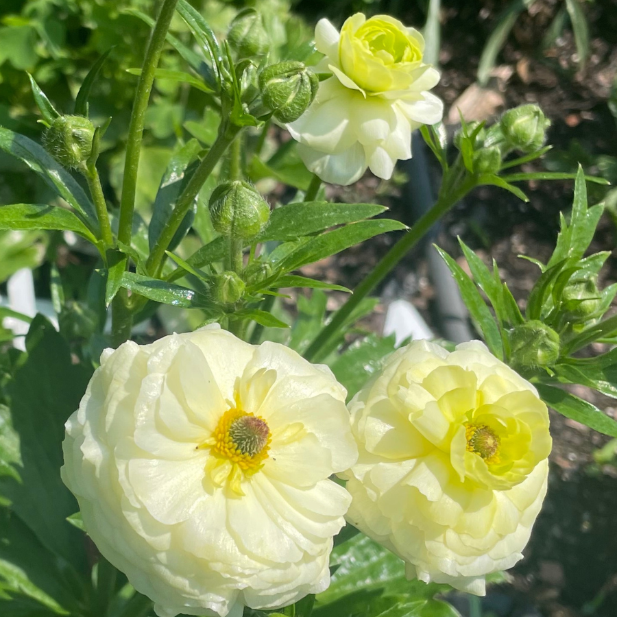 Charming duo of Butterfly Ranunculus blooms, highlighting their unique shapes and vivid colors. Perfect for enhancing any floral arrangement at The Happy Hour Flowers. Ninos butterfly ranunculus corms.