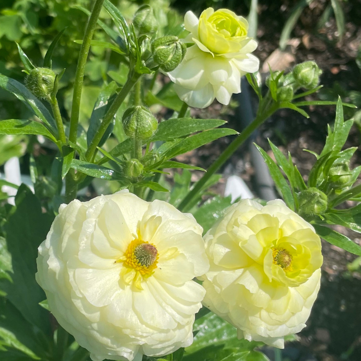Charming duo of Butterfly Ranunculus blooms, highlighting their unique shapes and vivid colors. Perfect for enhancing any floral arrangement at The Happy Hour Flowers. Ninos butterfly ranunculus corms.