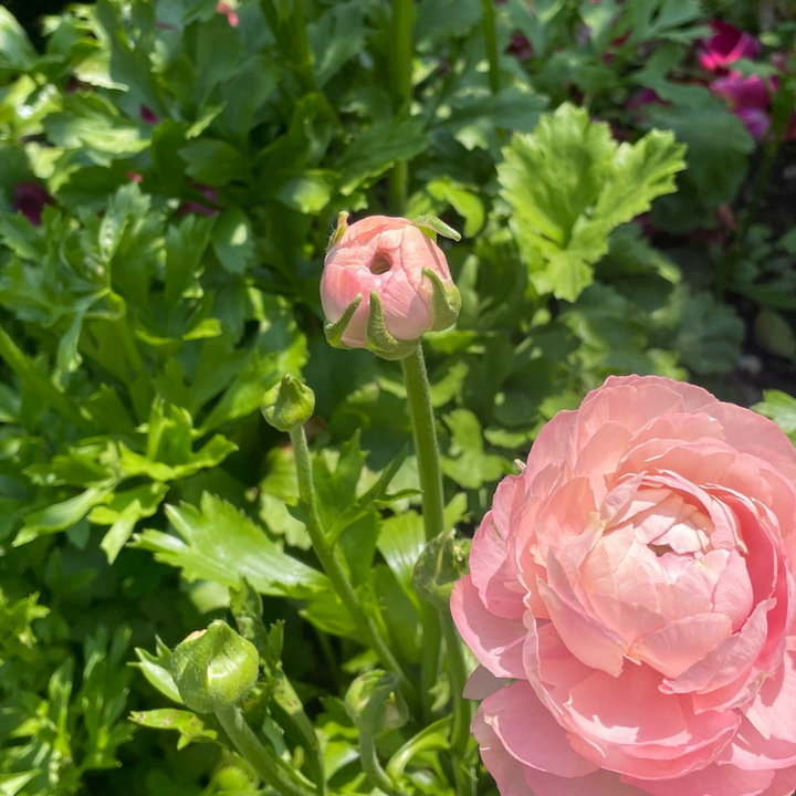 Amandine Ranunculus Corms; Chamallow - Pack of 10