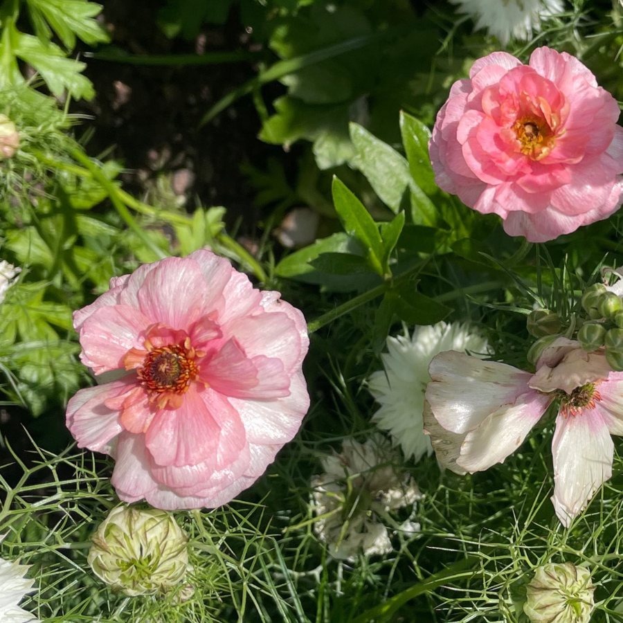 Pink flowers with green leaves in a garden setting
