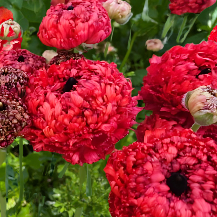 Romance Ranunculus Corms; Poodle Chaouen II®