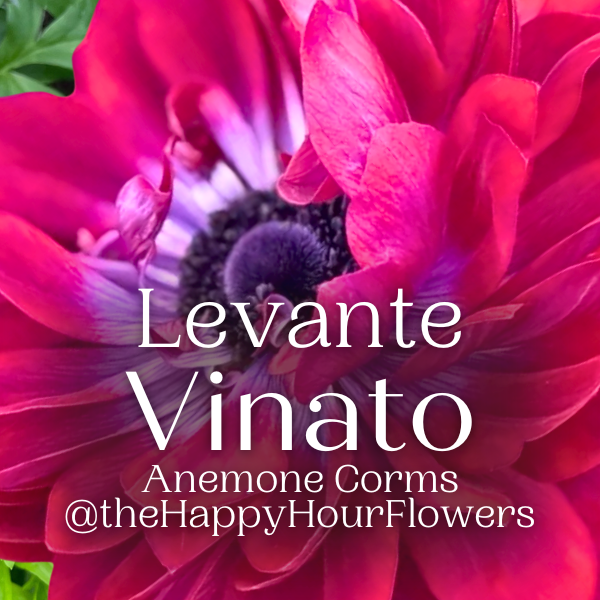 Levante Anemone; Vinato - Pack of 10 Corms