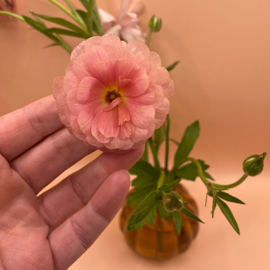 Butterfly Ranunculus Corms; Eris-Pack of 5