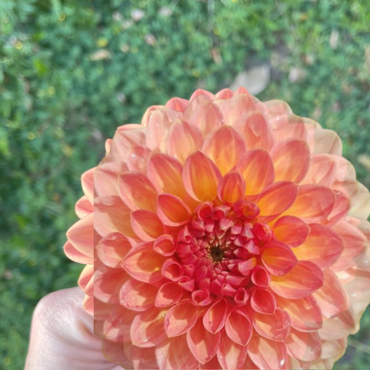 A hand holding a stunning Hillcrest Suffusion Dahlia flower displaying a vibrant mix of pink and orange colors. Explore more at The Happy Hour Flowers.