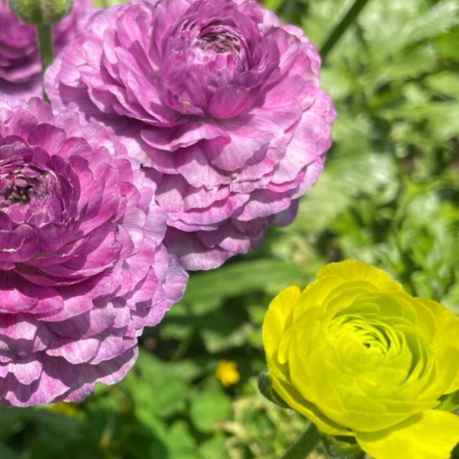 purple Romance Ranunculus Gascogne Newle