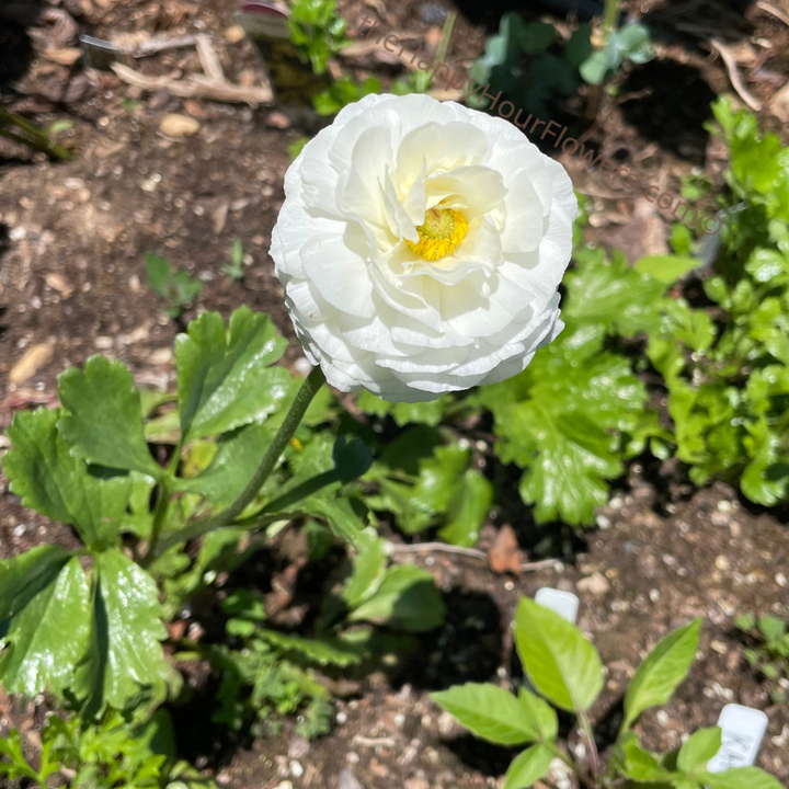 Single striking white Graces Butterfly Ranunculus flower standing tall in a garden, nurtured by The Happy Hour Flowers, reflecting its elegance.