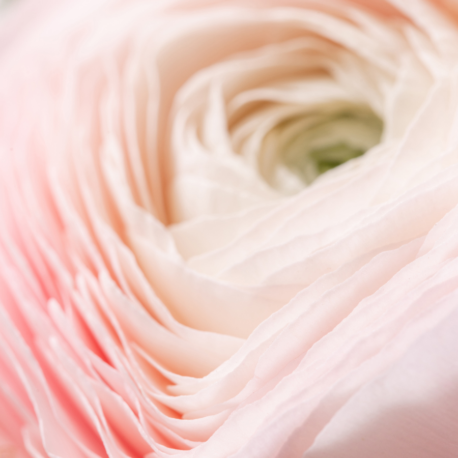 a close up of a pink flower with white petals