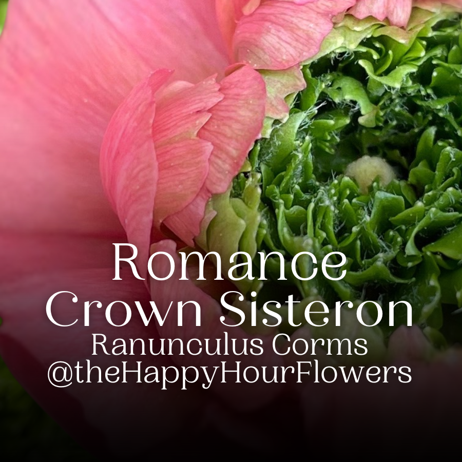 Artistic image of a Romance Ranunculus Crown Bastille flower with a green crown, emphasizing its vibrant beauty and style to attract floral enthusiasts.