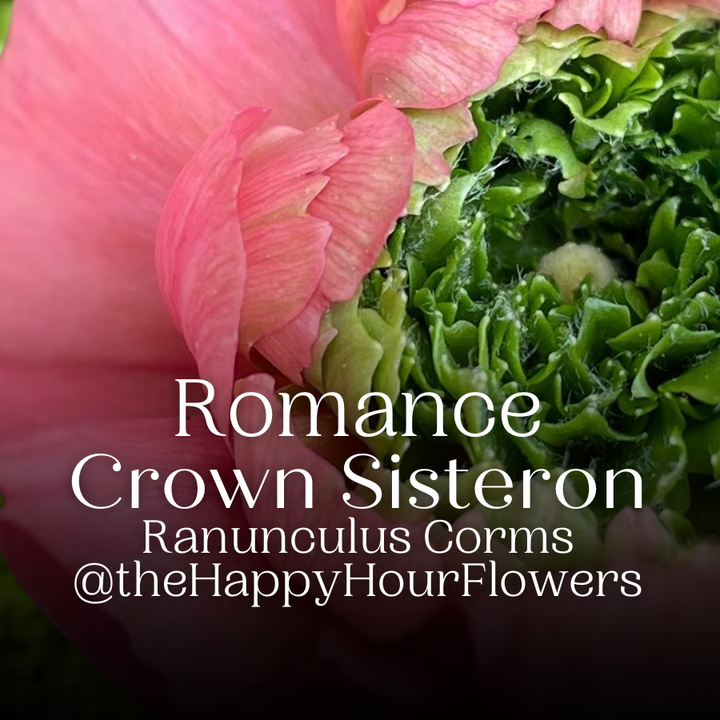 Artistic image of a Romance Ranunculus Crown Bastille flower with a green crown, emphasizing its vibrant beauty and style to attract floral enthusiasts.