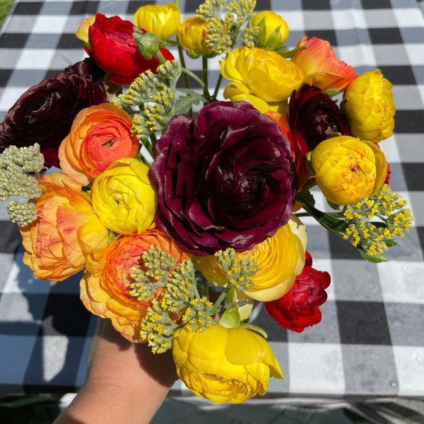 A close-up look at La Belle Ranunculus Chocolate corms, showing their unique structure, available from The Happy Hour Flowers, perfect for farmers and florists looking to expand their offerings. Arlington, red, plant, cut flower, cutting garden, La Belle Ranunculus Chocolate corms for sale farmer, florist, floral.