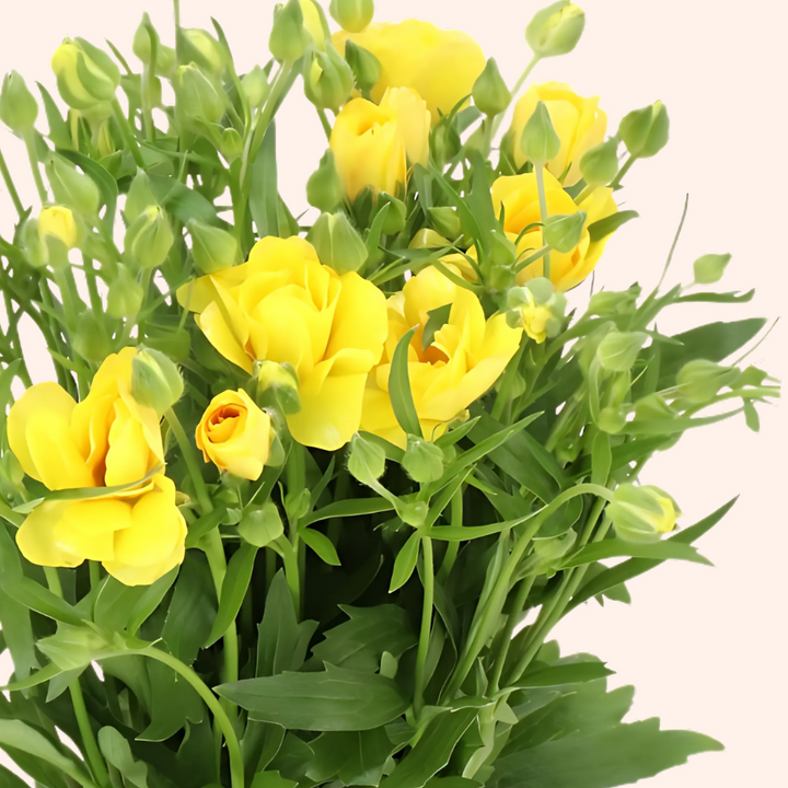 Butterfly Ranunculus Dione Corms- Pack of 5