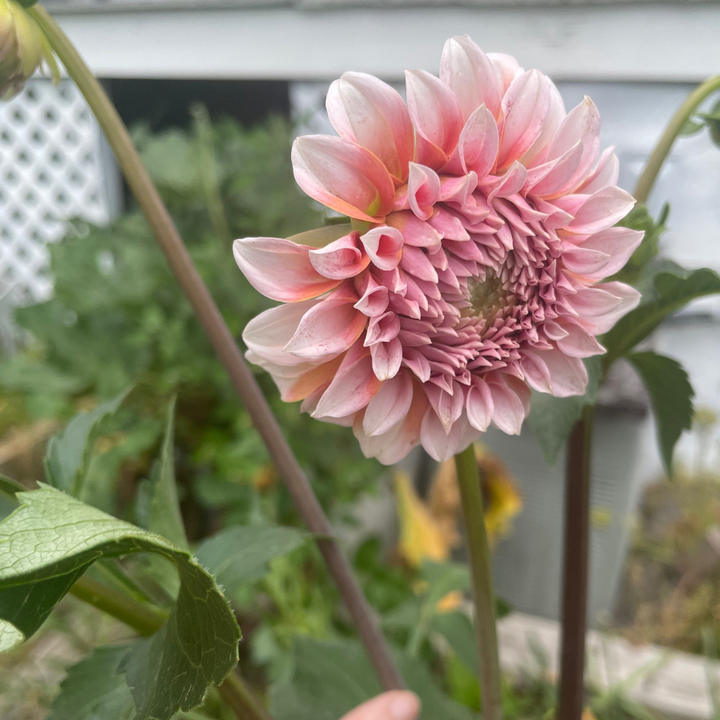 Close-up view of a Peaches Dahlia from The Happy Hour Flowers, highlighting its unique blush and burgundy petals. This delightful dahlia is a best seller, perfect for a colorful flower garden. Enjoy the multicolored charm and easy to grow features of this dahlia tuber, making it a fantastic addition to any garden plant collection.